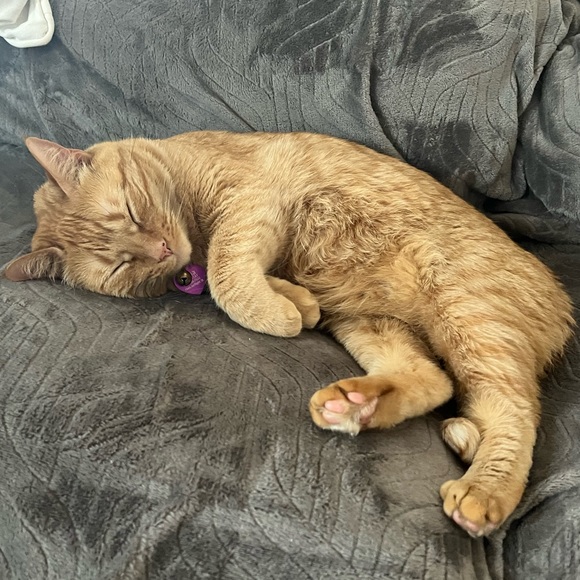 Meet your Posher, Zoë - Picture 3 of 10